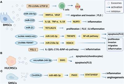 The impact of exosomes derived from distinct sources on rheumatoid arthritis